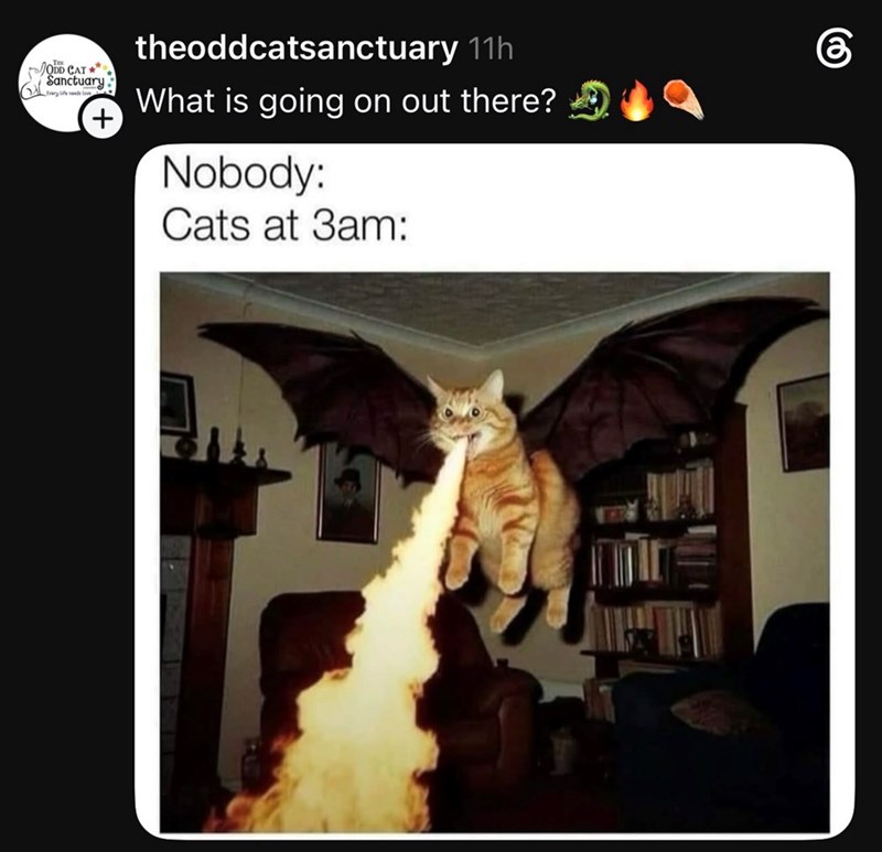 ODD CAT Sanctuary tary life sends I + theoddcatsanctuary 11h What is going on out there? Nobody: Cats at 3am: கு