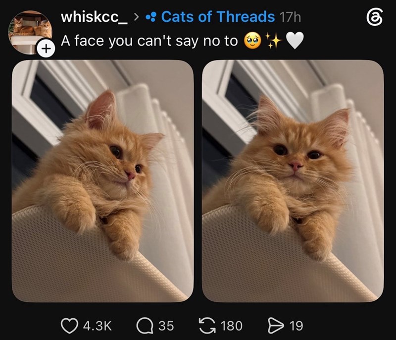 + whiskcc_ > • Cats of Threads 17h கு A face you can't say no to 4.3K Q 35 180 19