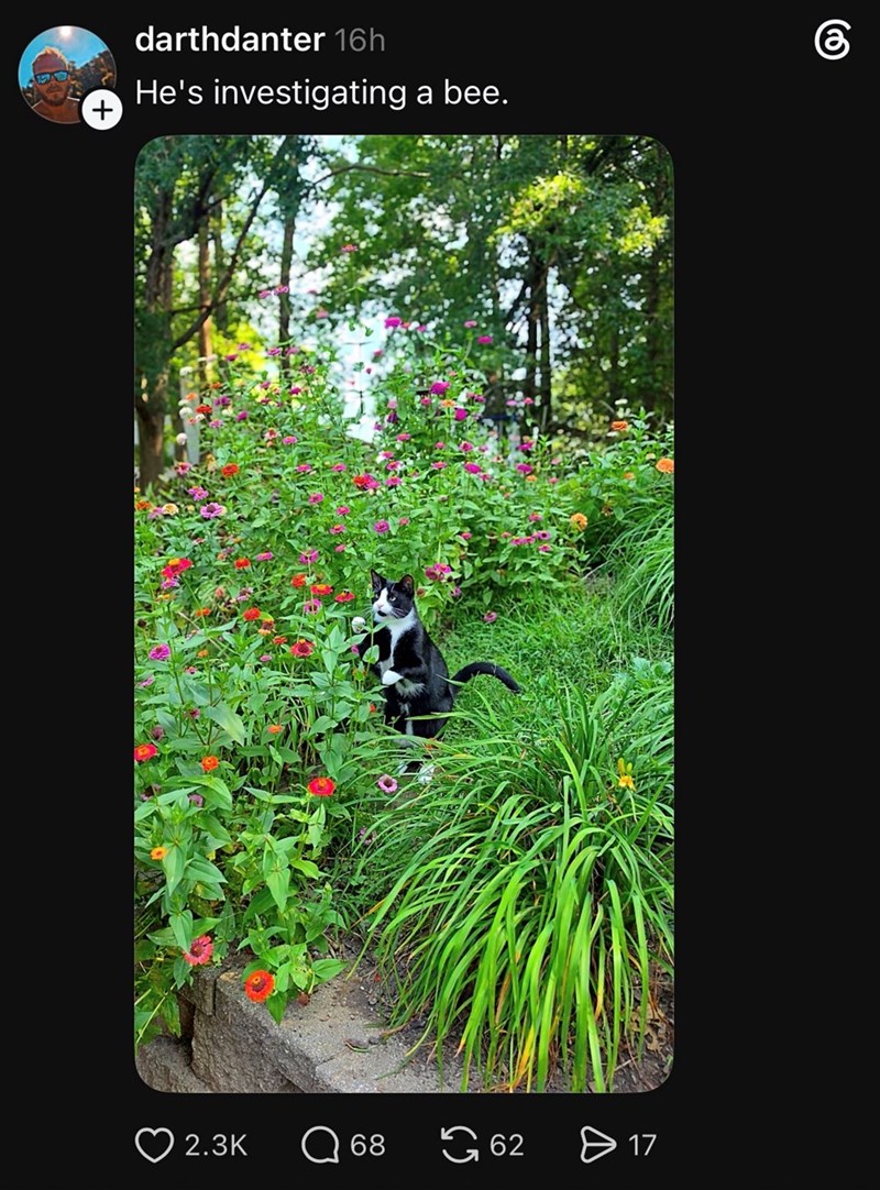 + darthdanter 16h He's investigating a bee. 2.3K ☐ 68 62 17 6