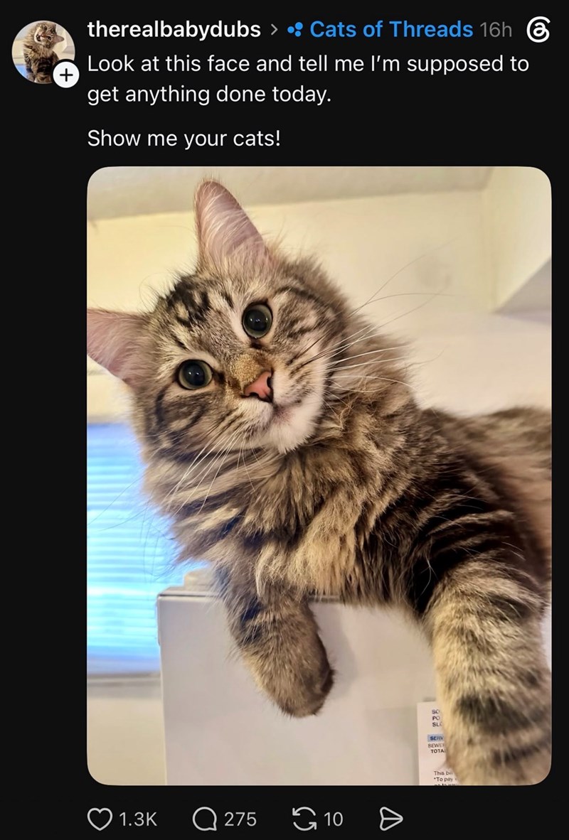 + therealbabydubs > • Cats of Threads 16h ② Look at this face and tell me I'm supposed to get anything done today. Show me your cats! 1.3K Q275 10 SO PO SLO SERV SEWER TOTAL This bill To pay
