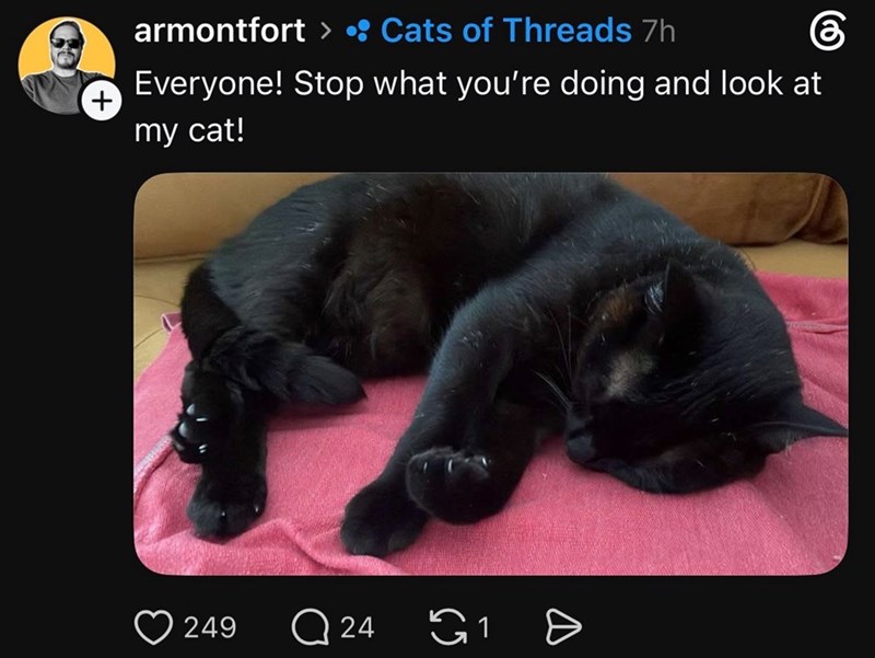 + armontfort > • Cats of Threads 7h Everyone! Stop what you're doing and look at my cat! 249 Q24 65 1