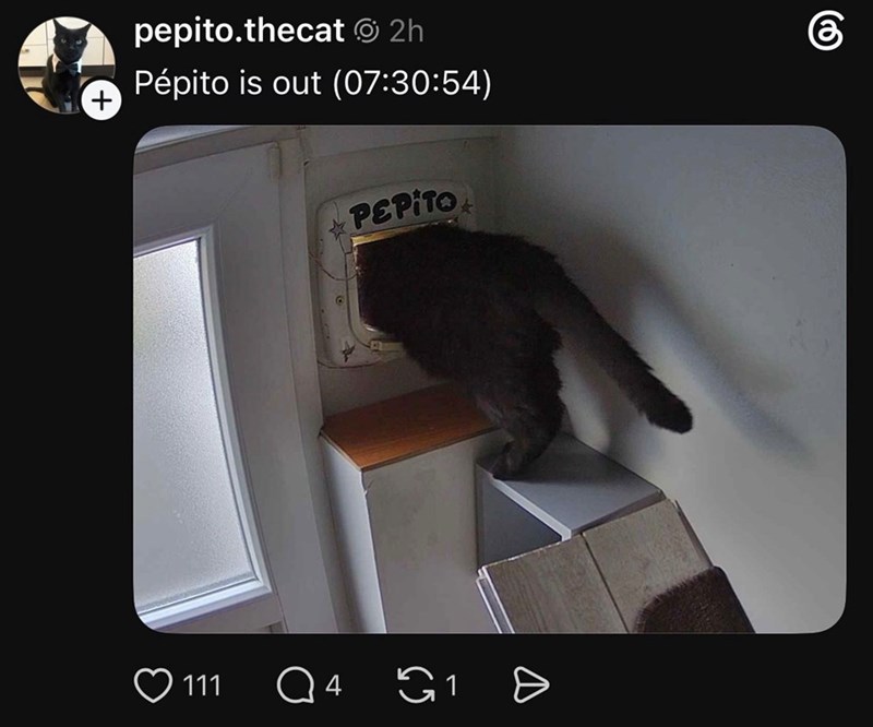 pepito.thecat 2h Pépito is out (07:30:54) PEPITO 111 Q4 1 Ө கு @