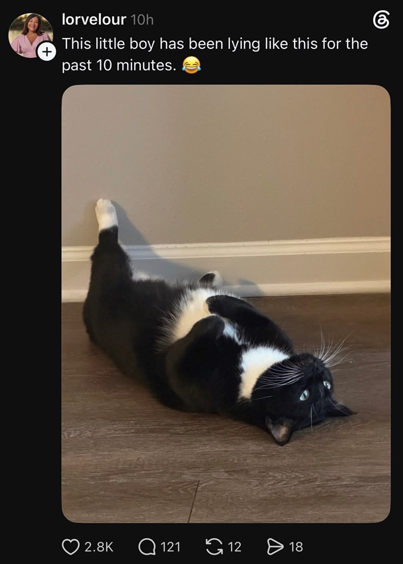 lorvelour 10h This little boy has been lying like this for the past 10 minutes. 2.8K Q121 12 > 18
