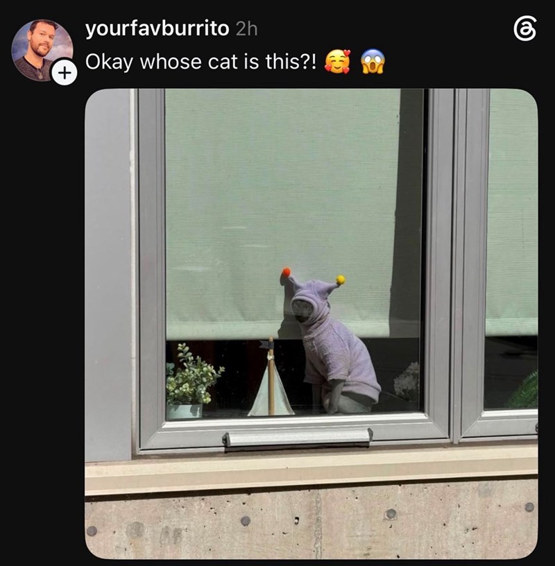 + yourfavburrito 2h Okay whose cat is this?! கு