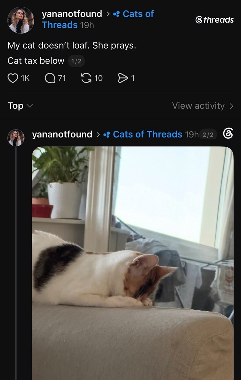 yananotfound > • Cats of Threads 19h My cat doesn't loaf. She prays. Cat tax below 1/2 1K Q 71 Top ✓ threads 10 > 1 View activity > yananotfound > • Cats of Threads 19h 2/2 6