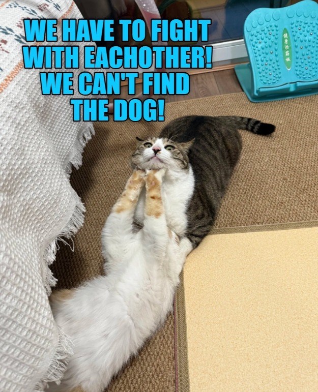 WE HAVE TO FIGHT WITH EACHOTHER! WE CAN'T FIND THE DOG!