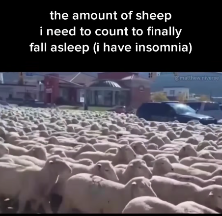 the amount of sheep i need to count to finally fall asleep (i have insomnia) @matthew.niverse
