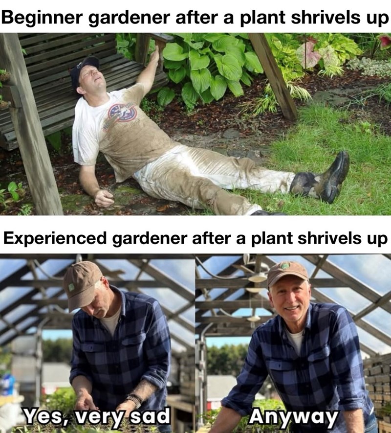 Beginner gardener after a plant shrivels up Experienced gardener after a plant shrivels up Yes, very sad Anyway