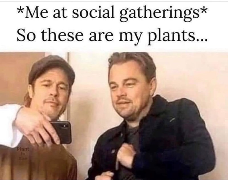 *Me at social gatherings* So these are my plants... Plant is Ban
