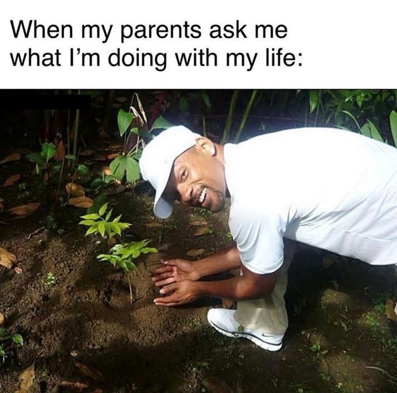 When my parents ask me what I'm doing with my life: