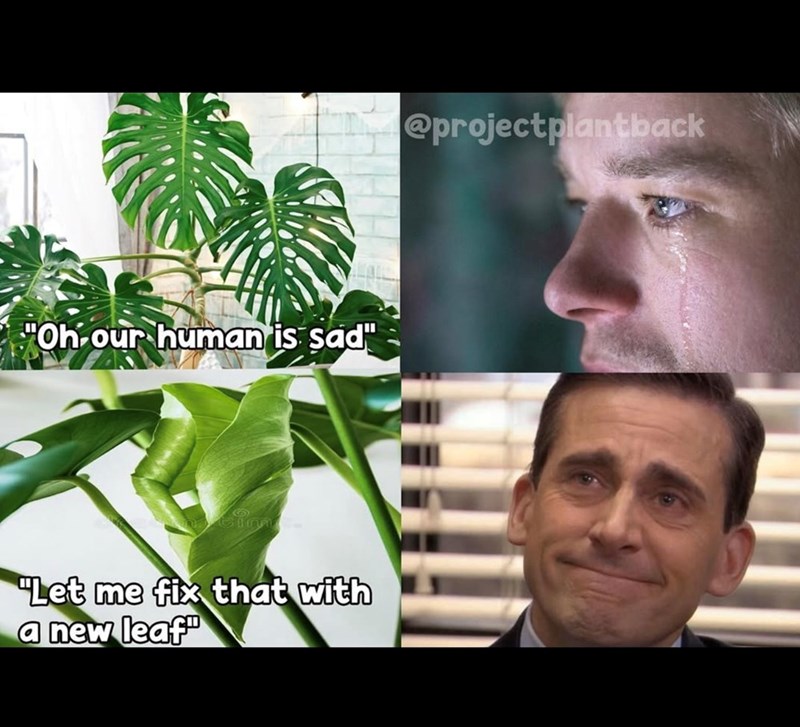 "Oh our human is sad" "Let me fix that with a new leaf" @projectplantback