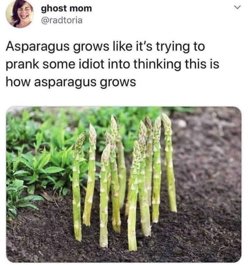 > ghost mom @radtoria Asparagus grows like it's trying to prank some idiot into thinking this is how asparagus grows