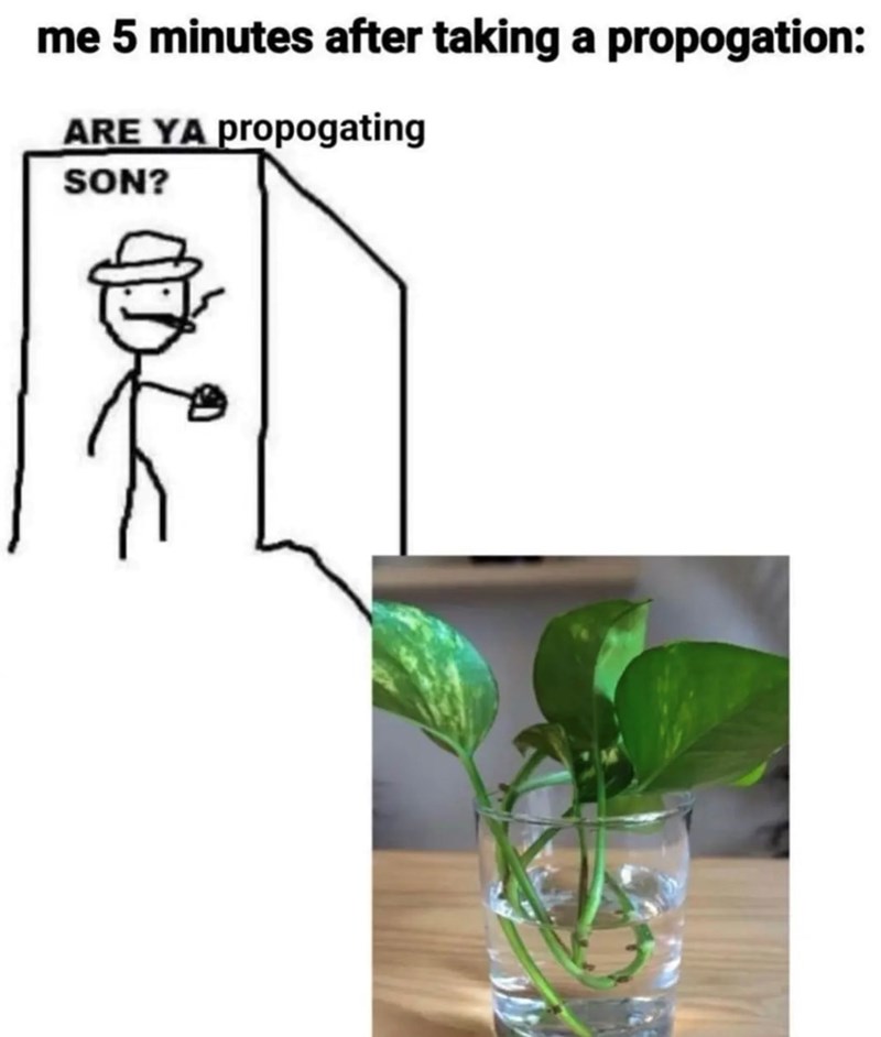 me 5 minutes after taking a propogation: ARE YA propogating SON?