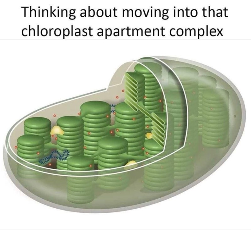 Thinking about moving into that chloroplast apartment complex