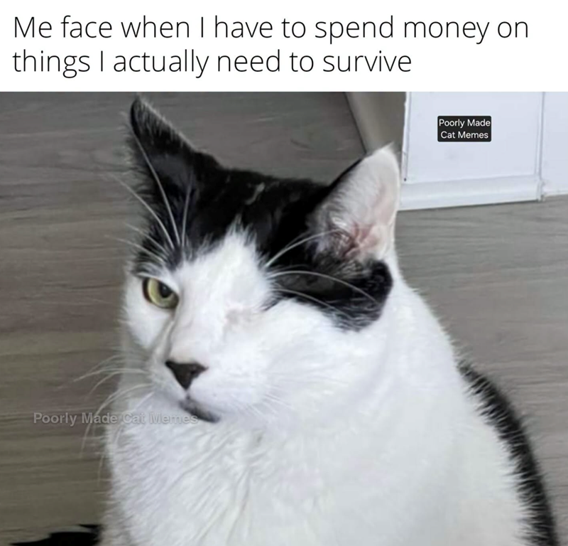 Me face when I have to spend money on things I actually need to survive Poorly Made Cat Memes Poorly Made Cat Memes