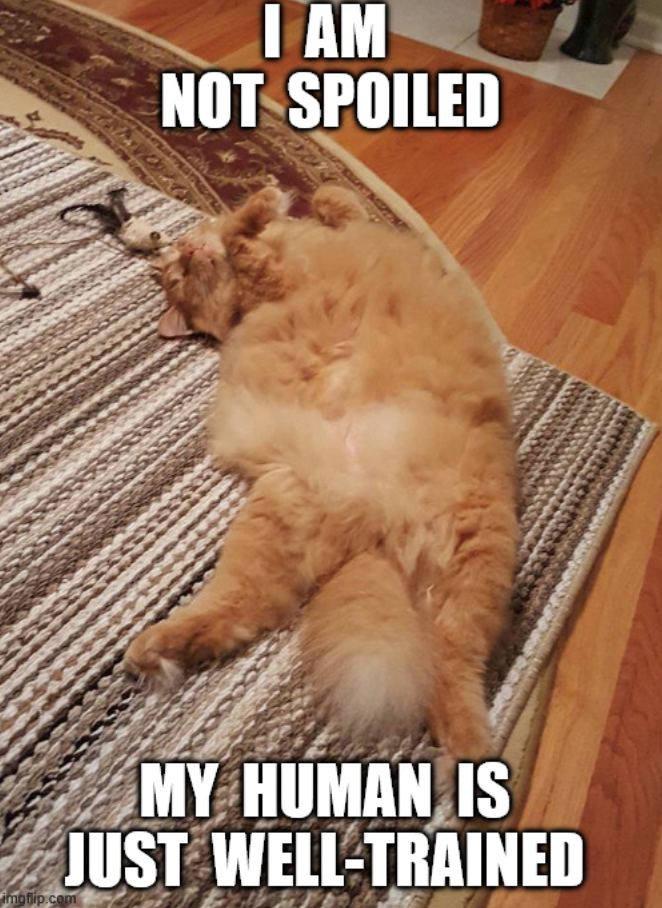 I AM NOT SPOILED imoflip.com MY HUMAN IS JUST WELL-TRAINED