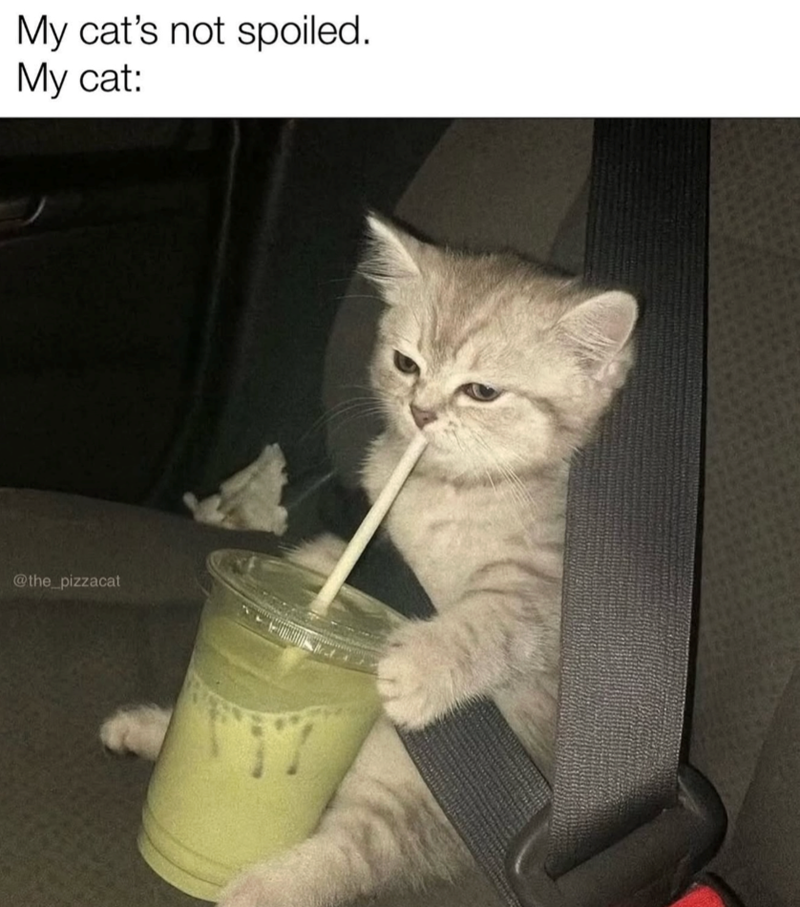 My cat's not spoiled. My cat: @the_pizzacat 117