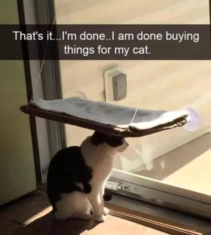 That's it...I'm done..I am done buying things for my cat.