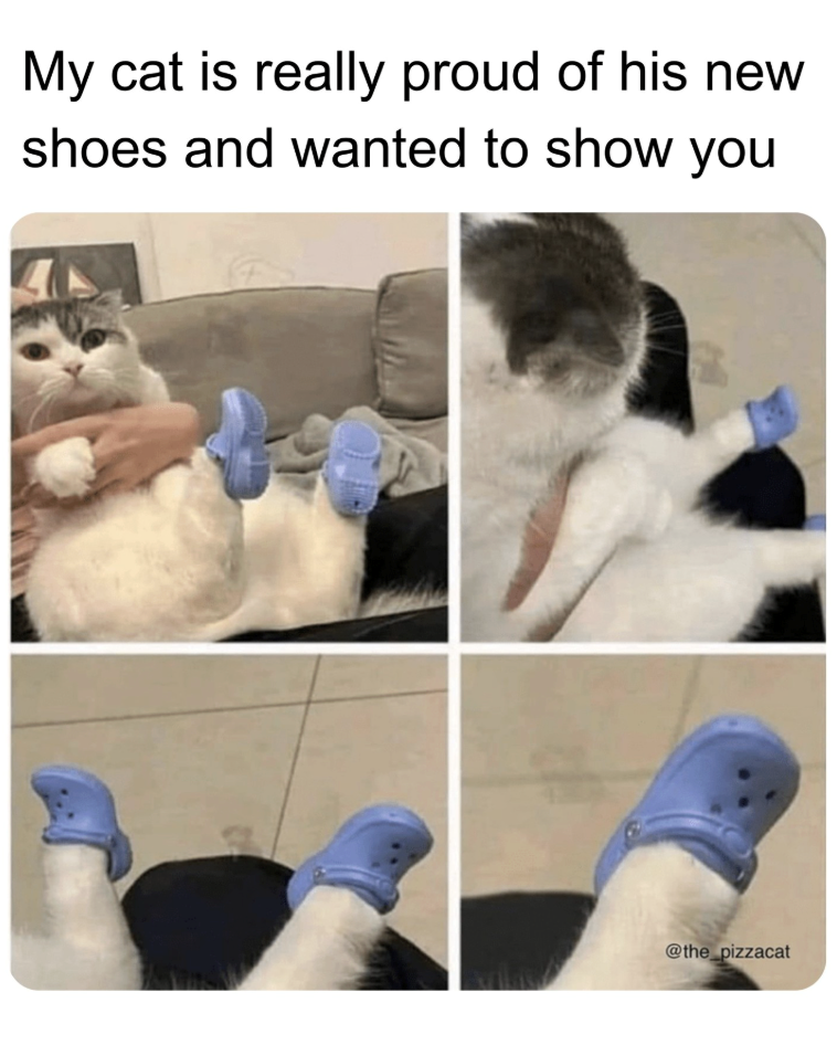 My cat is really proud of his new shoes and wanted to show you @the_pizzacat