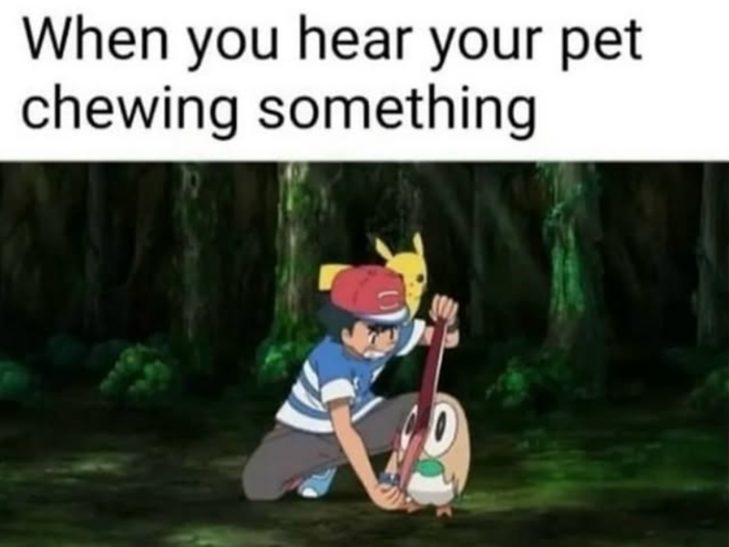 When you hear your pet chewing something