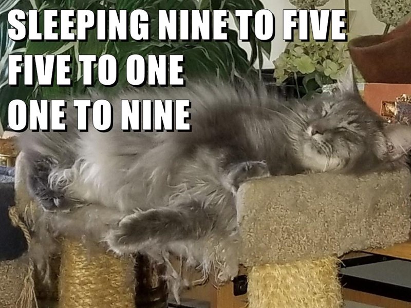 SLEEPING NINE TO FIVE FIVE TO ONE ONE TO NINE
