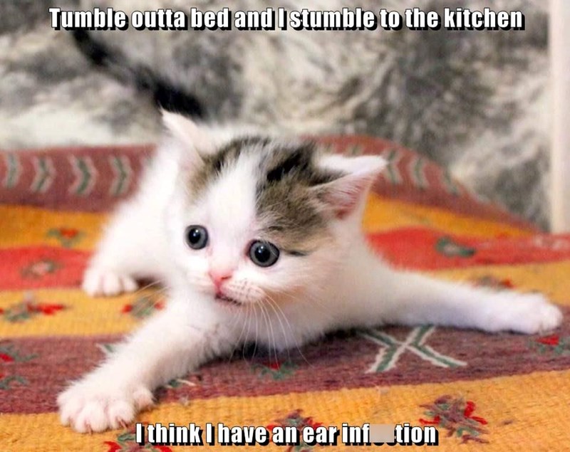 Tumble outta bed and I stumble to the kitchen I think I have an ear inftion
