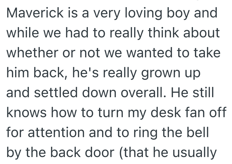 Maverick is a very loving boy and while we had to really think about whether or not we wanted to take him back, he's really grown up and settled down overall. He still knows how to turn my desk fan off for attention and to ring the bell by the back door (that he usually