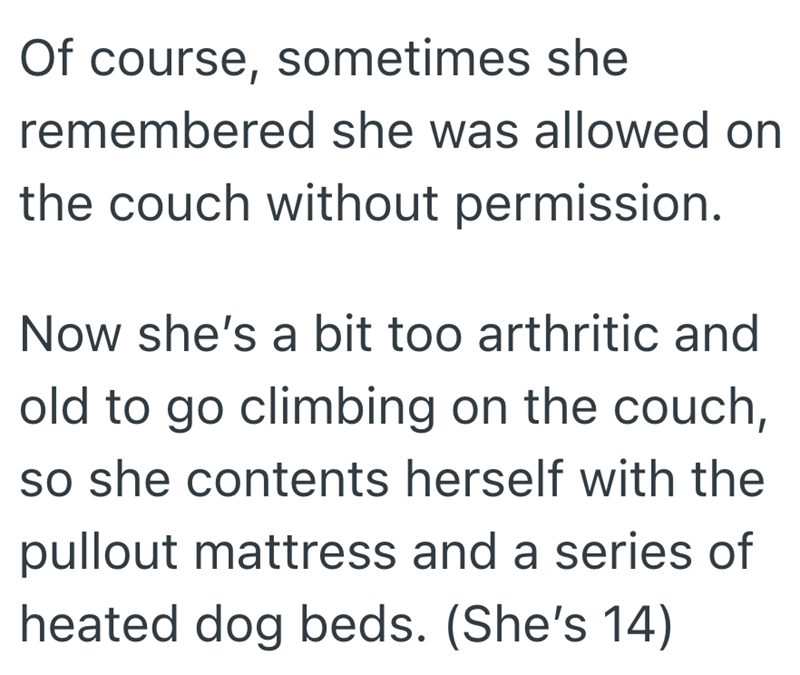 Of course, sometimes she remembered she was allowed on the couch without permission. Now she's a bit too arthritic and old to go climbing on the couch, so she contents herself with the pullout mattress and a series of heated dog beds. (She's 14)