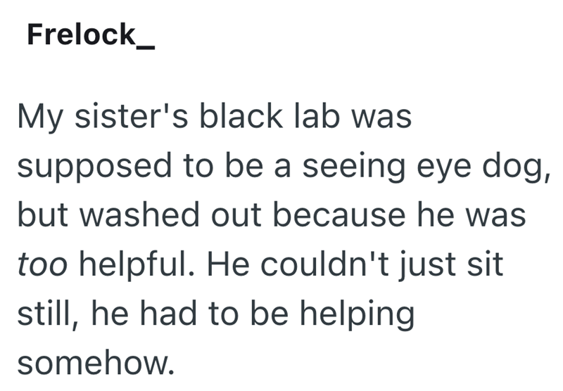 Frelock_ My sister's black lab was supposed to be a seeing eye dog, but washed out because he was too helpful. He couldn't just sit still, he had to be helping somehow.