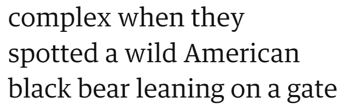 complex when they spotted a wild American black bear leaning on a gate