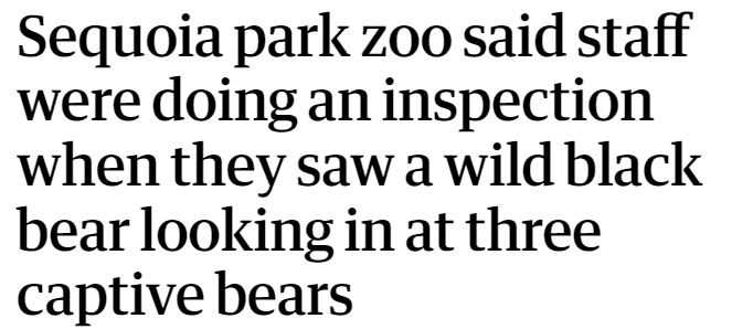 Sequoia park zoo said staff were doing an inspection when they saw a wild black bear looking in at three captive bears