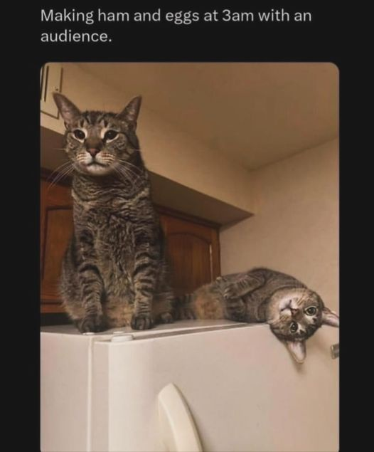 Making ham and eggs at 3am with an audience.