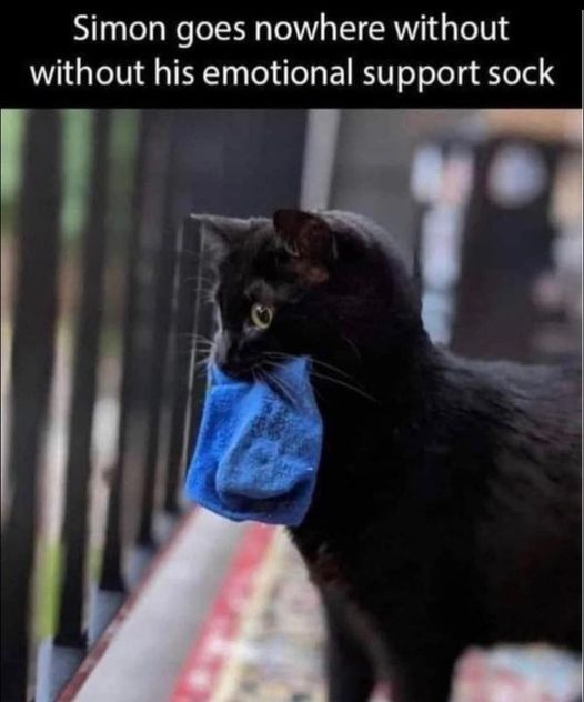 Simon goes nowhere without without his emotional support sock
