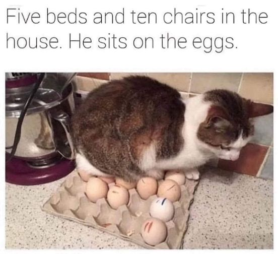 Five beds and ten chairs in the house. He sits on the eggs.