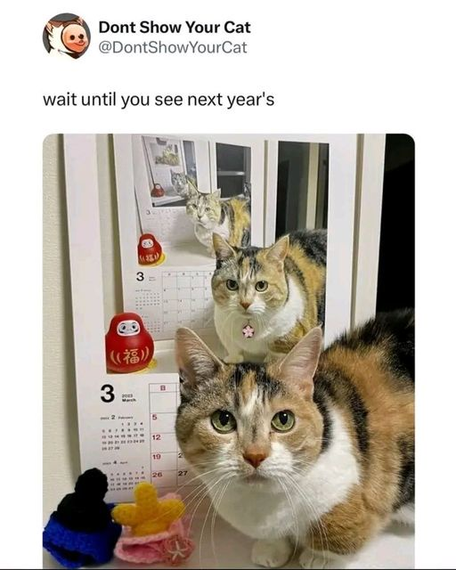 Dont Show Your Cat @DontShowYourCat wait until you see next year's 3 3 ((福)) B 12 19 2 26 27