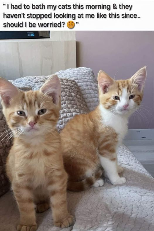 "I had to bath my cats this morning & they haven't stopped looking at me like this since.. should I be worried?