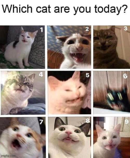 Which cat are you today? imgflip.com 1 2 3 4 5 6 7 8 9