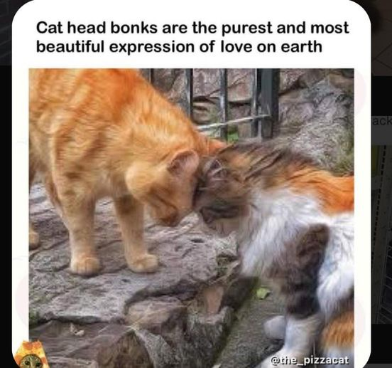 Cat head bonks are the purest and most beautiful expression of love on earth @the_pizzacat ack