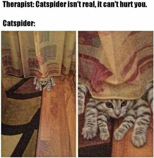 Therapist: Catspider isn't real, it can't hurt you. Catspider: