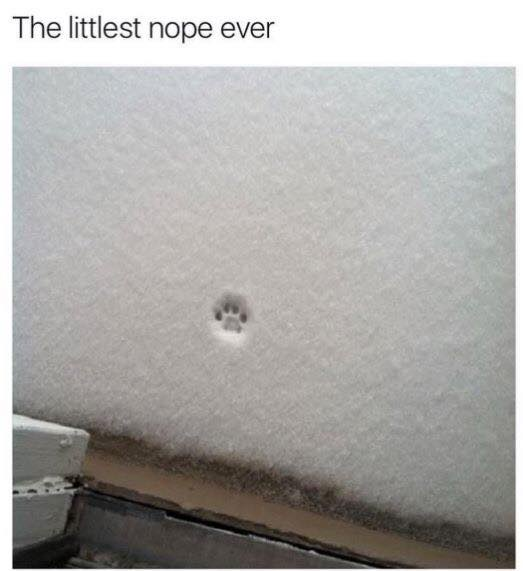 The littlest nope ever