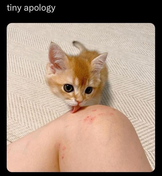 tiny apology