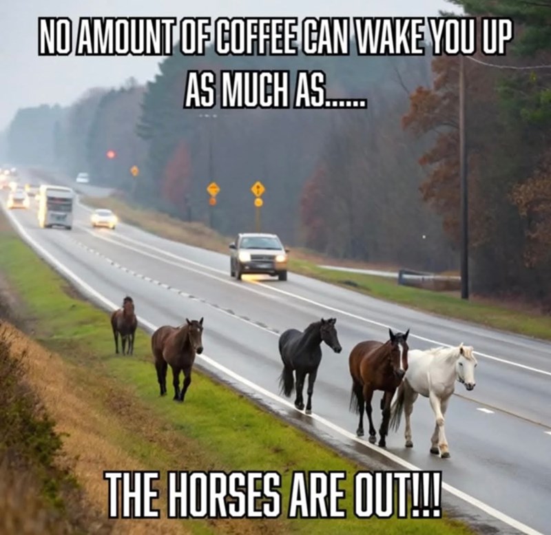 NO AMOUNT OF COFFEE CAN WAKE YOU UP AS MUCH AS...... THE HORSES ARE OUT!!!