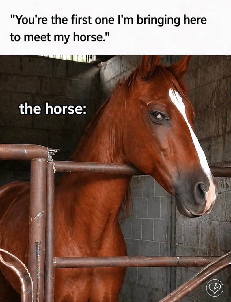 "You're the first one I'm bringing here to meet my horse." the horse: