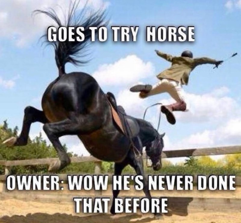 GOES TO TRY HORSE OWNER: WOW HE'S NEVER DONE THAT BEFORE