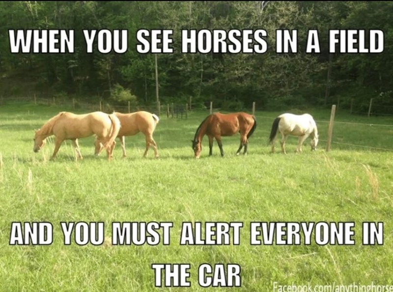 WHEN YOU SEE HORSES IN A FIELD AND YOU MUST ALERT EVERYONE IN THE CAR Facebook.com/anythinghorse