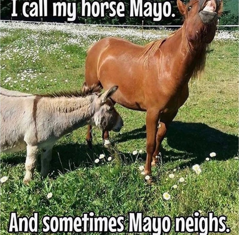I call my horse Mayo. And sometimes Mayo neighs.