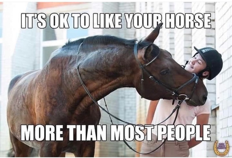 IT'S OK TO LIKE YOUR HORSE- MORE THAN MOST PEOPLE HORSE BALTH PRODUCTS