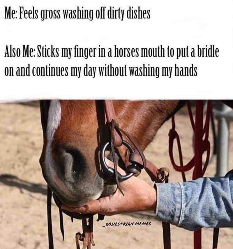 Me: Feels gross washing off dirty dishes Also Me: Sticks my finger in a horses mouth to put a bridle on and continues my day without washing my hands EQUESTRIAN.MEMES