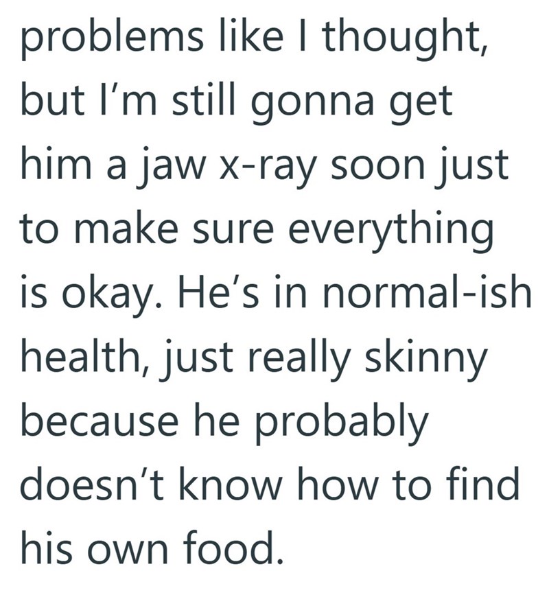 problems like I thought, but I'm still gonna get him a jaw x-ray soon just to make sure everything is okay. He's in normal-ish health, just really skinny because he probably doesn't know how to find his own food.