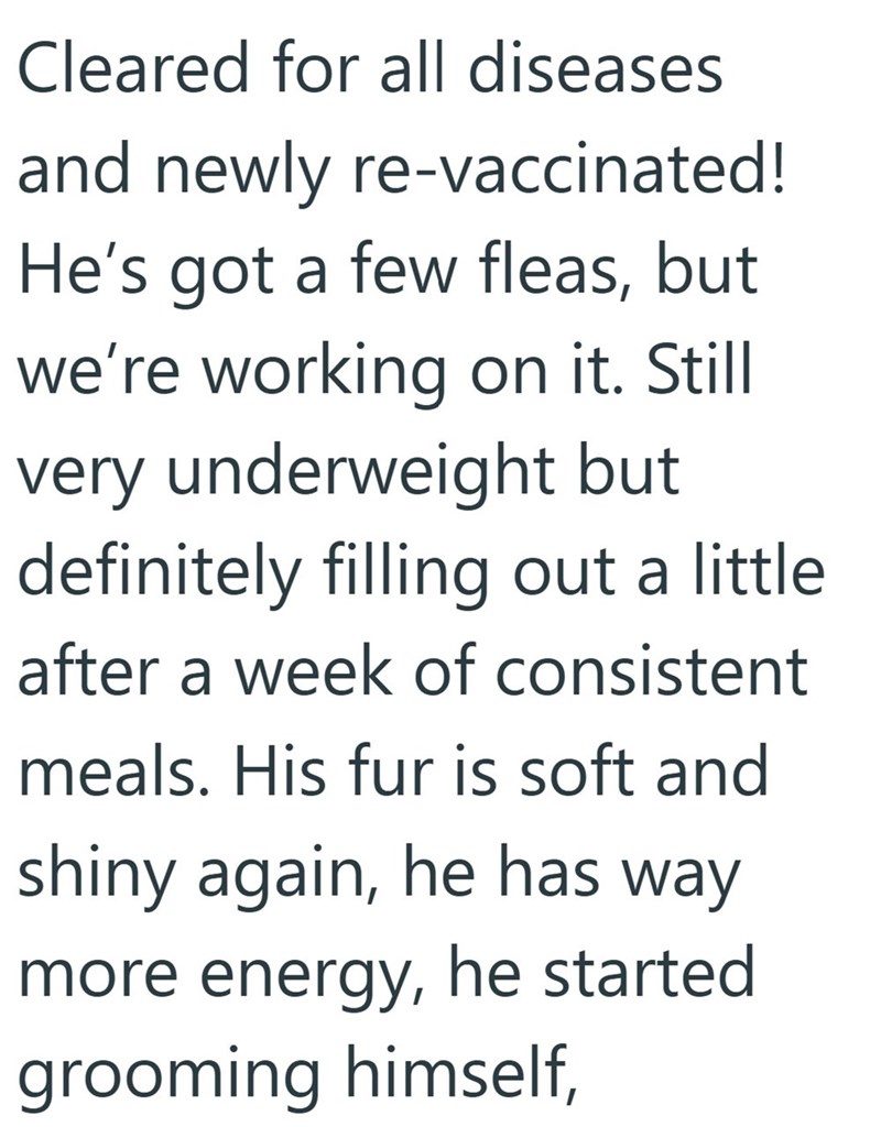 Cleared for all diseases and newly re-vaccinated! He's got a few fleas, but we're working on it. Still very underweight but definitely filling out a little after a week of consistent meals. His fur is soft and shiny again, he has way more energy, he started grooming himself,